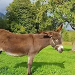 Biobauernhof Brandlhof Apartment Ramsau am Dachstein