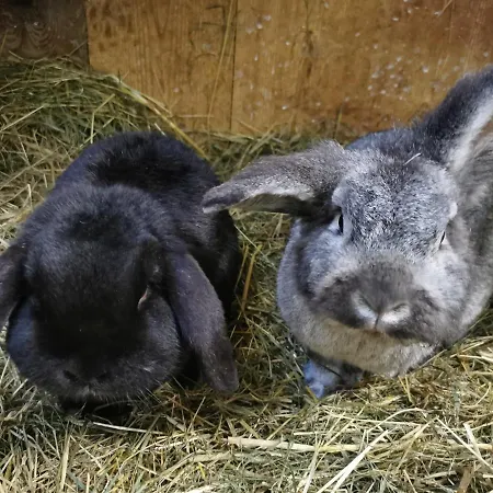 Biobauernhof Brandlhof *