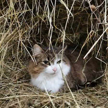 Biobauernhof Brandlhof ラムサウ・アム・ダッハシュタイン