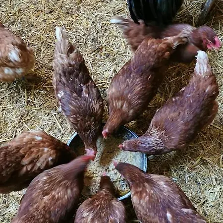 Biobauernhof Brandlhof Apartmán Ramsau am Dachstein