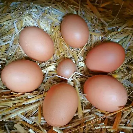 アパート Biobauernhof Brandlhof ラムサウ・アム・ダッハシュタイン