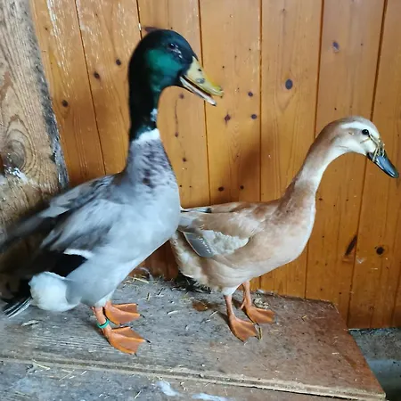 Apartmán Biobauernhof Brandlhof *