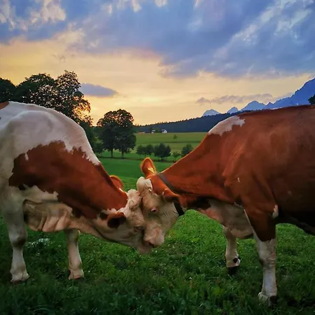Biobauernhof Brandlhof * ラムサウ・アム・ダッハシュタイン
