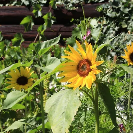 Biobauernhof Brandlhof Apartmán