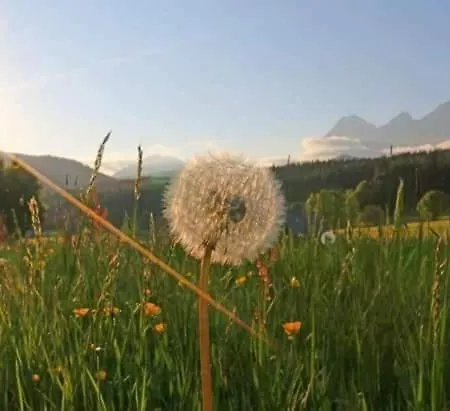 Biobauernhof Brandlhof Ramsau am Dachstein
