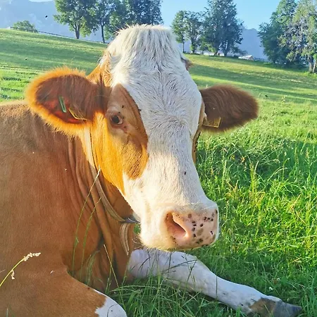 アパート Biobauernhof Brandlhof