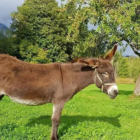 Biobauernhof Brandlhof Apartament Ramsau am Dachstein