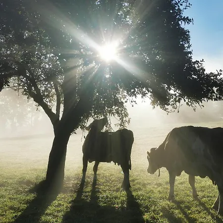 Apartmán Biobauernhof Brandlhof Ramsau am Dachstein