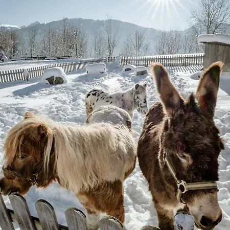 Biobauernhof Brandlhof ラムサウ・アム・ダッハシュタイン
