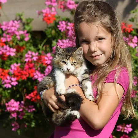 Biobauernhof Brandlhof Ramsau am Dachstein