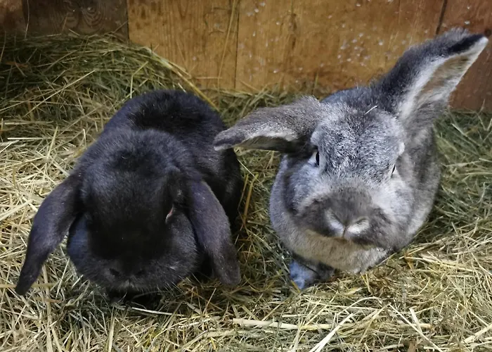 Biobauernhof Brandlhof *