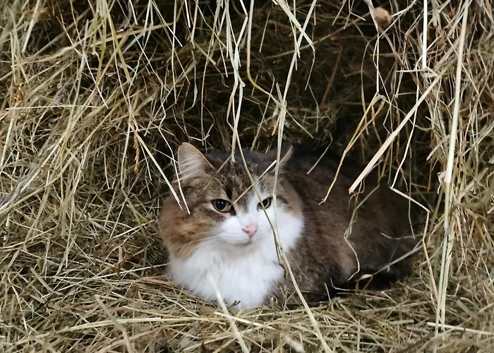 Biobauernhof Brandlhof Рамзау-ам-Дахштайн