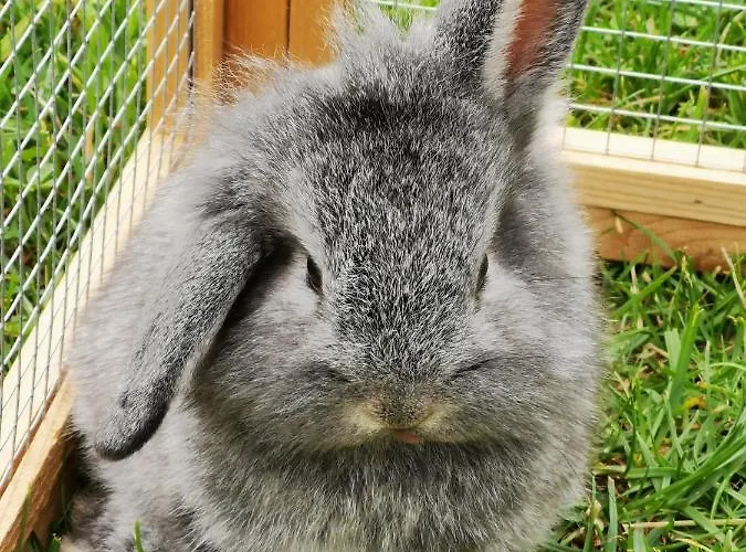 Biobauernhof Brandlhof *