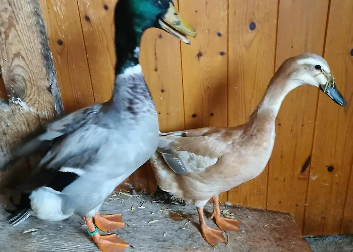 Апартаменти Biobauernhof Brandlhof *