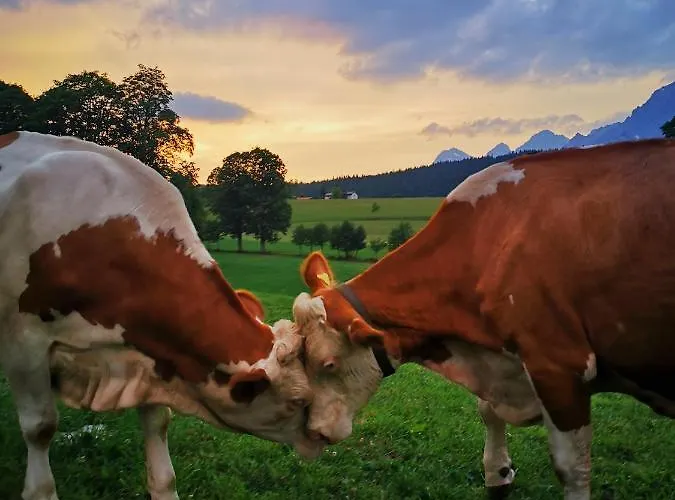 Biobauernhof Brandlhof * Рамзау-ам-Дахштайн