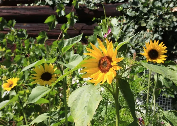 Biobauernhof Brandlhof Апартаменти