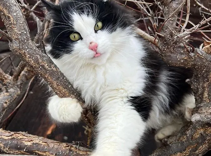 Biobauernhof Brandlhof Апартаменти *