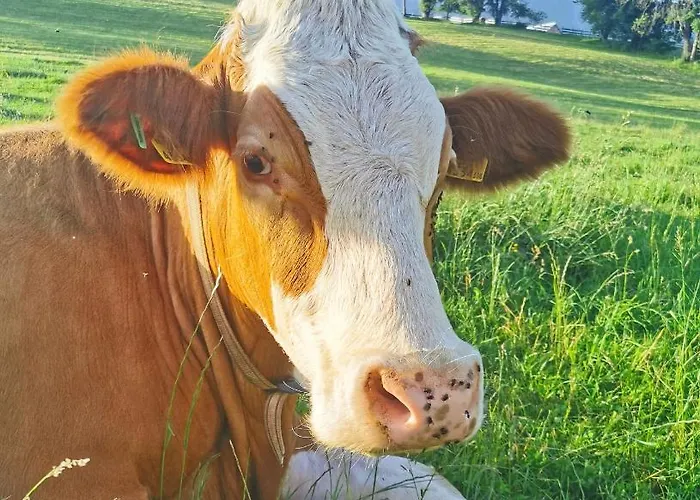 Апартаменти Biobauernhof Brandlhof