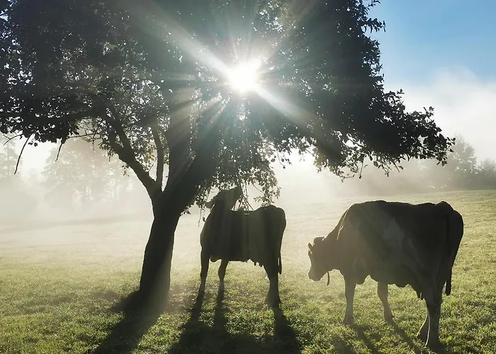 Апартаменти Biobauernhof Brandlhof Рамзау-ам-Дахштайн