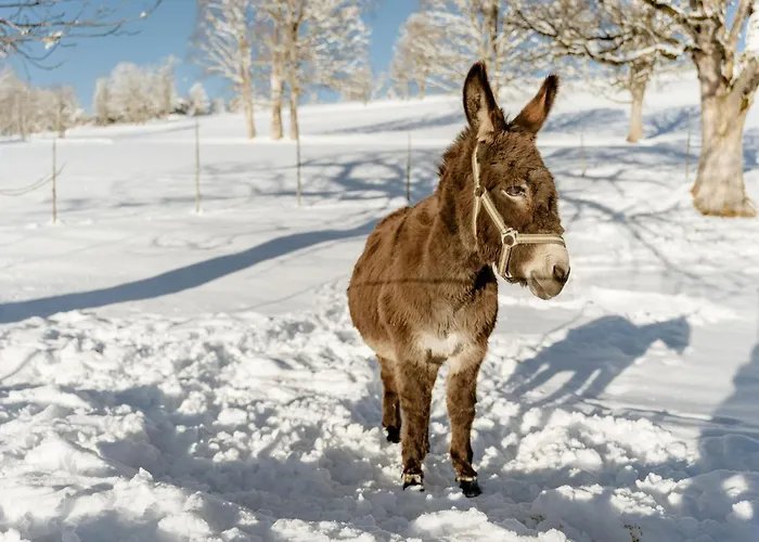 Biobauernhof Brandlhof Apartment *